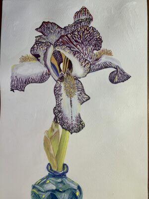 First Iris